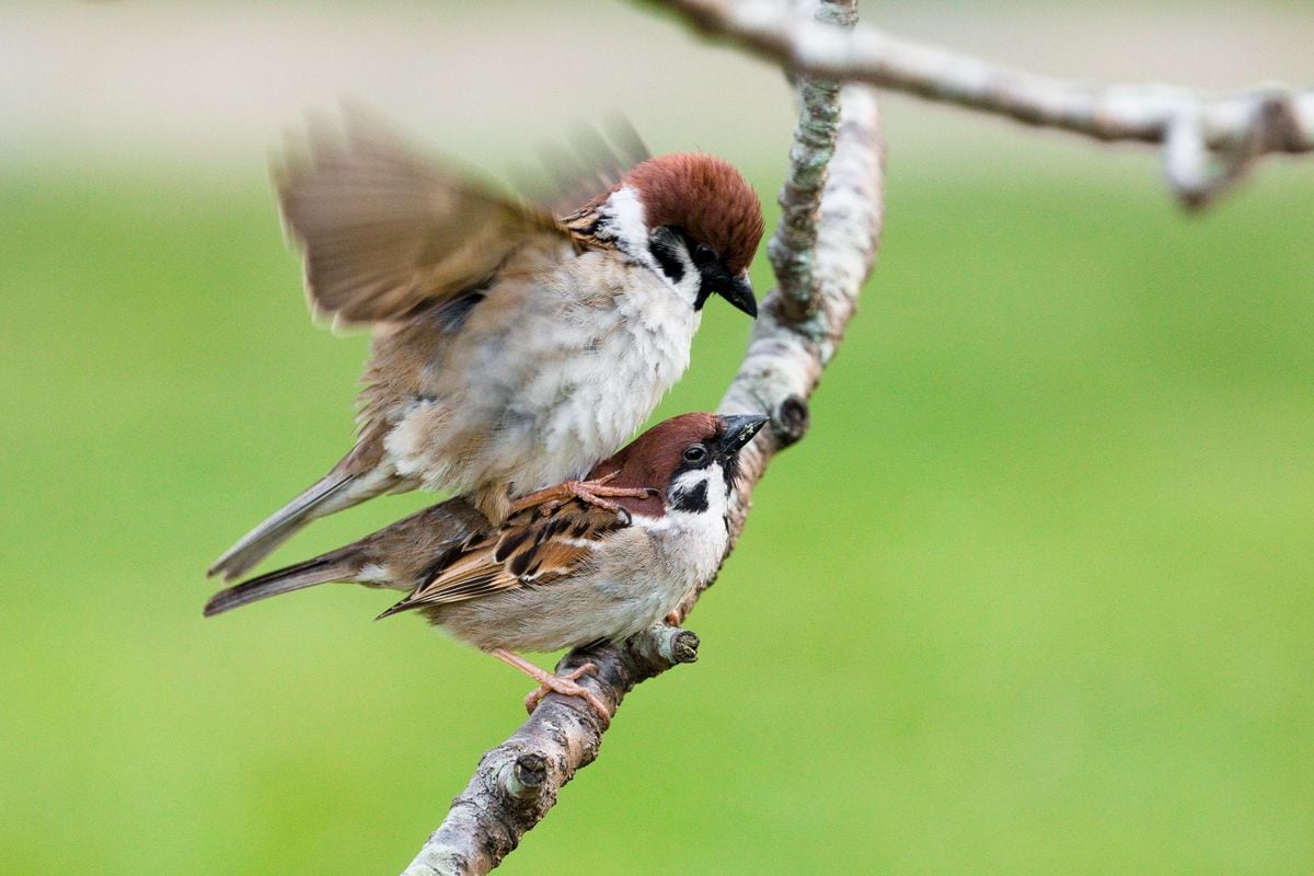 Sparrows