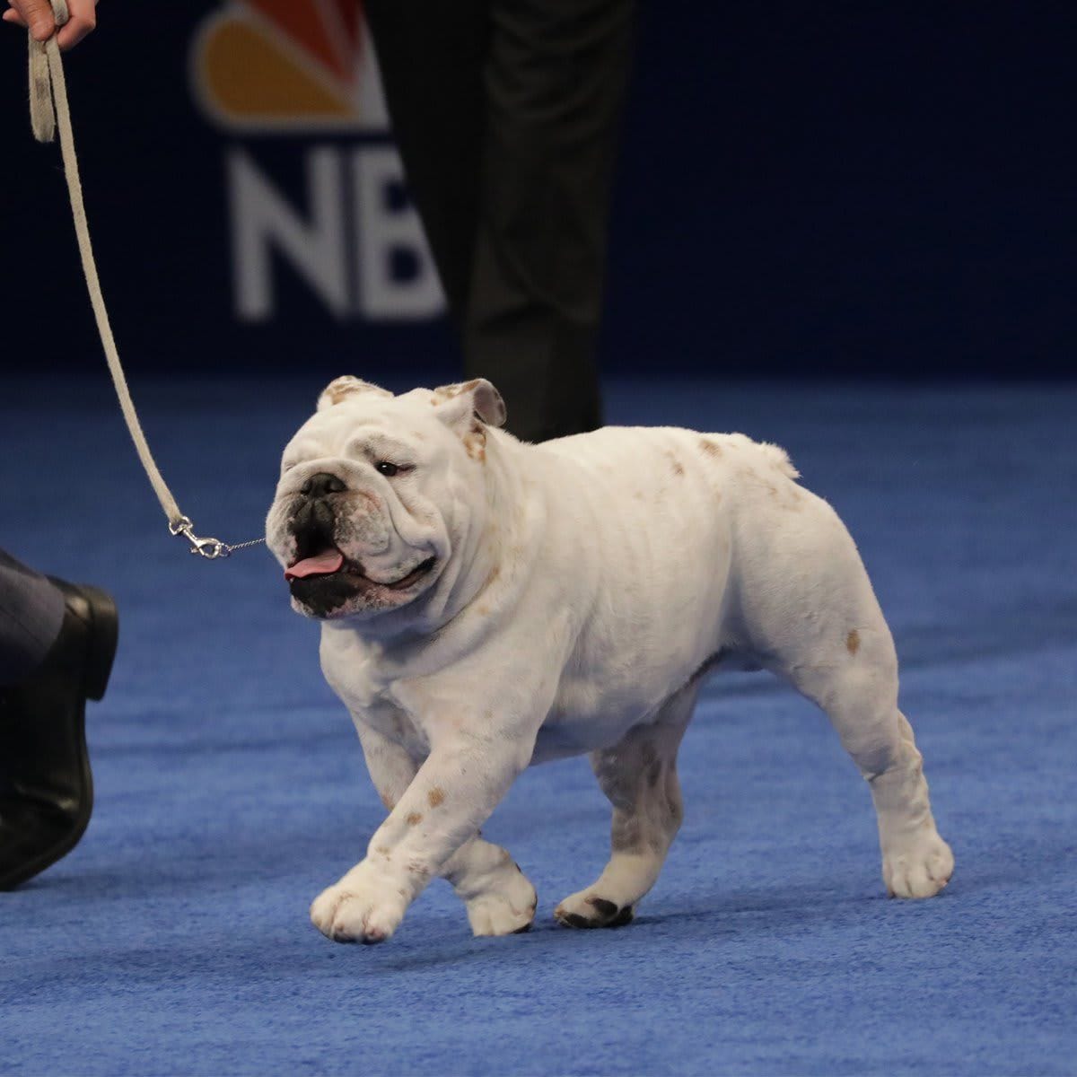 The National Dog Show Presented by Purina - Season 2021