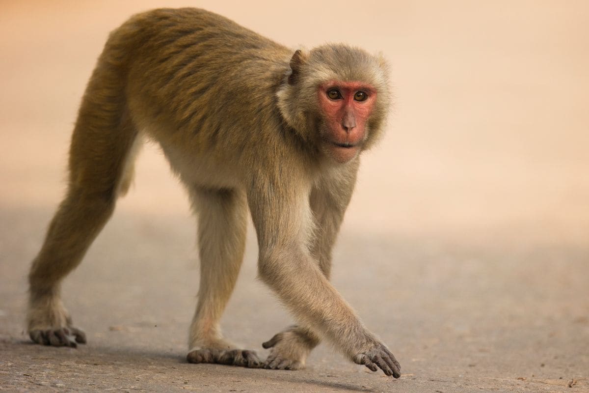Rhesus Macaque