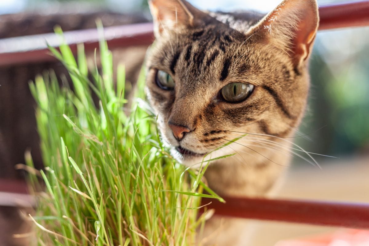Catnip is known for its soothing effects on cats, but it's also an effective pest repellent