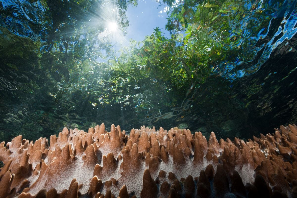 Leather Coral on Reef Top, Sinularia sp., Marovo Lagoon, Solomon Islands.