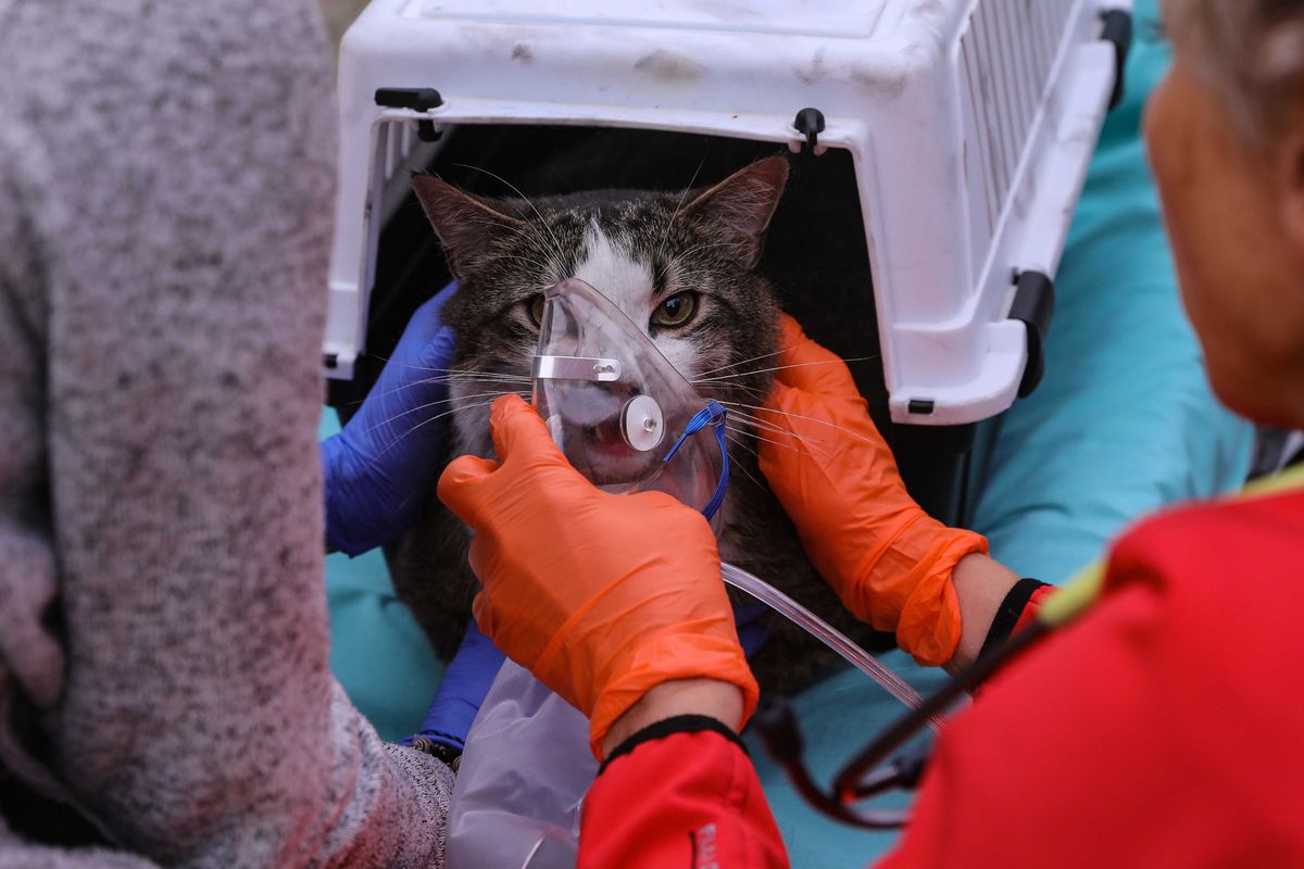 Fire trucks often carry animal oxygen kits in multiple sizes, allowing firefighters to assist everything from large dogs to newborn puppies and wild birds affected by smoke.