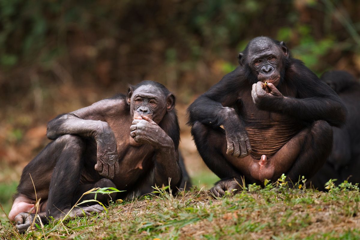 Bonobo male and female feeding on palm nuts (Pan paniscus). Lola Ya Bonobo Santuary, Democratic Republic of Congo. Oct 2010.