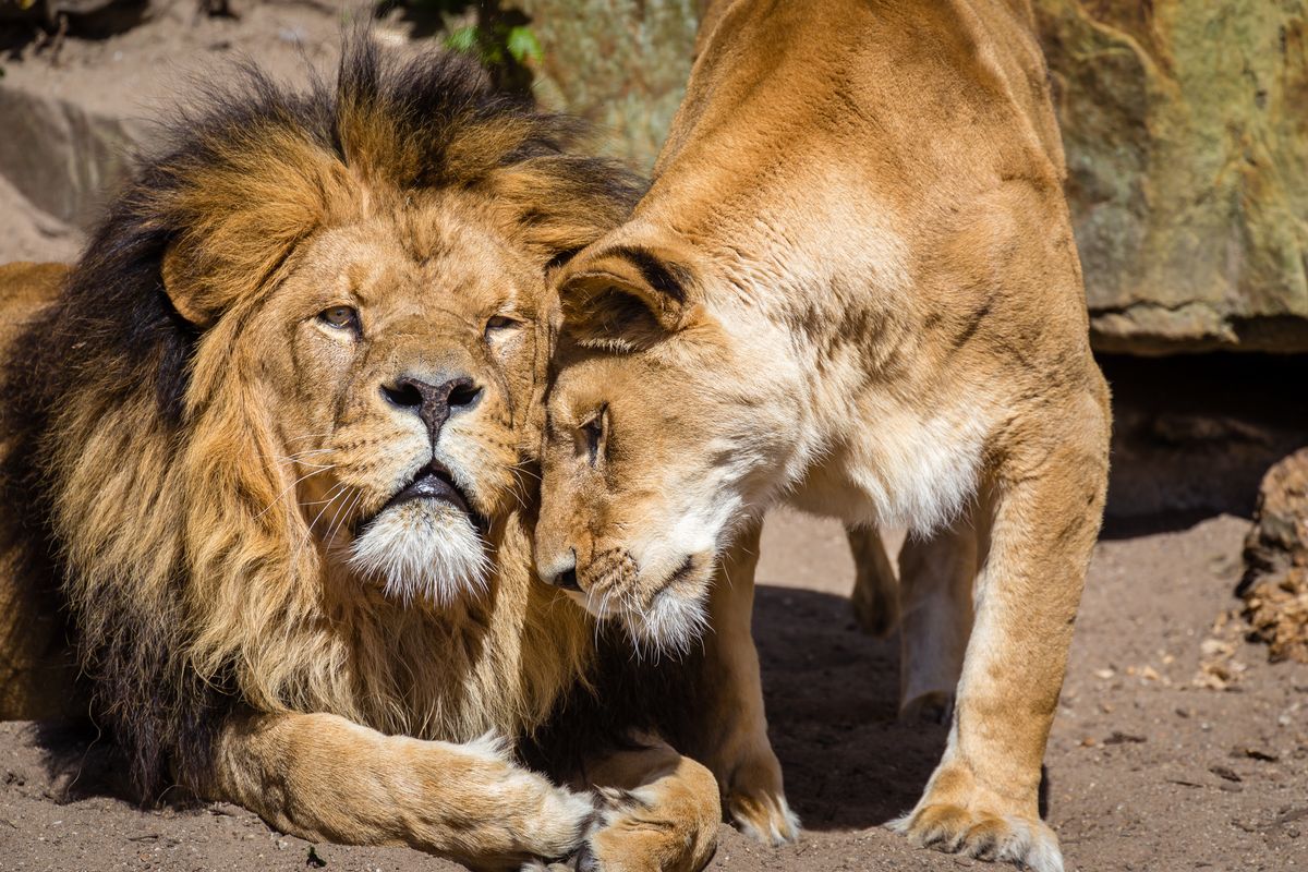 Lion couple