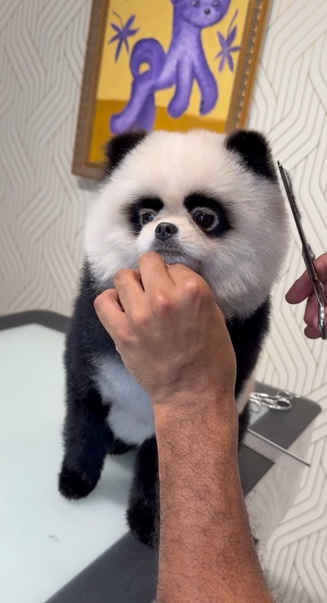 The groomer bringing a touch of Halloween magic to dogs everywhere