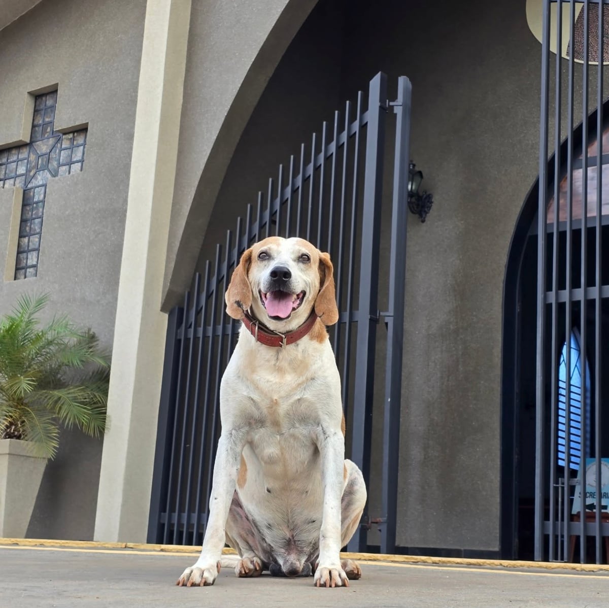 Father Luiz Paulo, who also cares for other street dogs, uses Johnny’s journey as a living testament to how kindness can change lives, both human and animal alike.