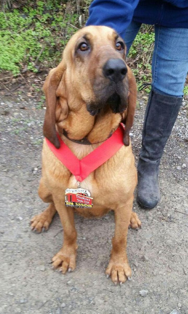Dog Runs Marathon