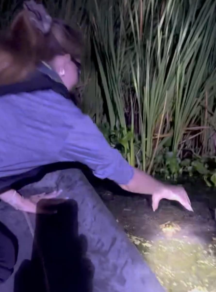 The post ended with a video of Lana reaching into the murky water to grab a frog