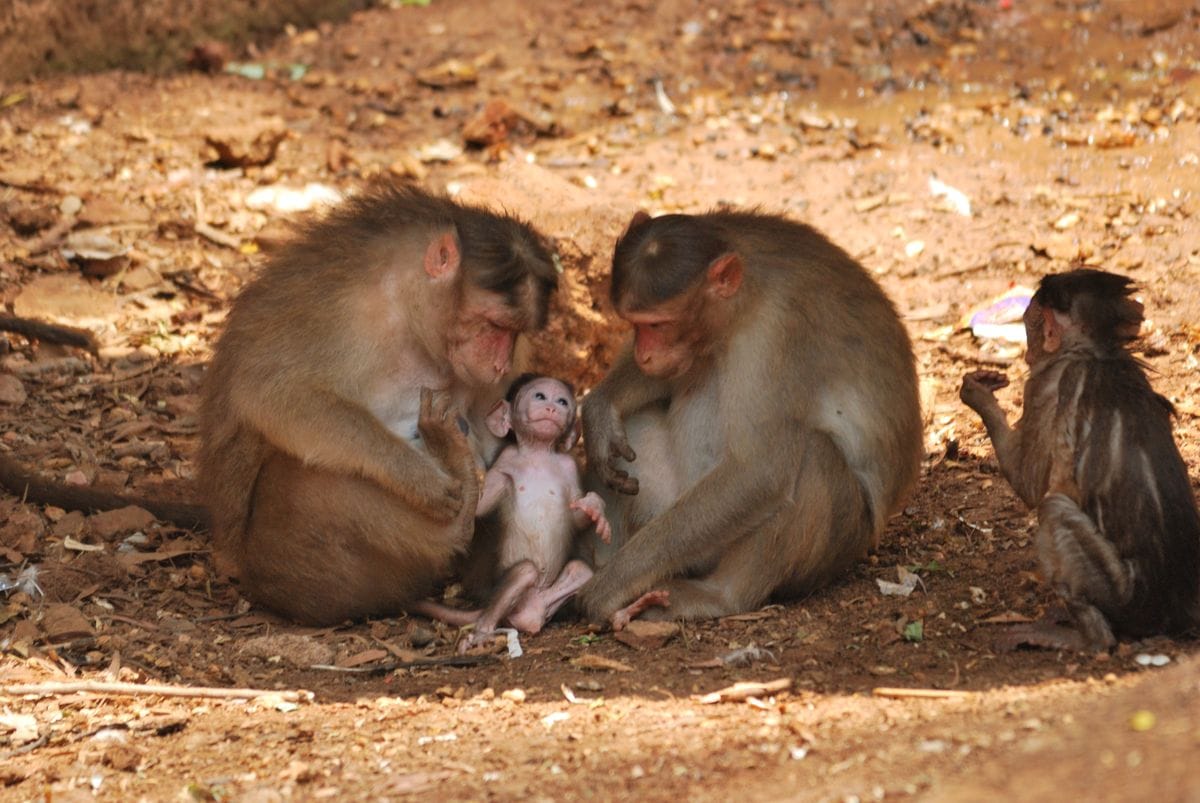 Baboons
