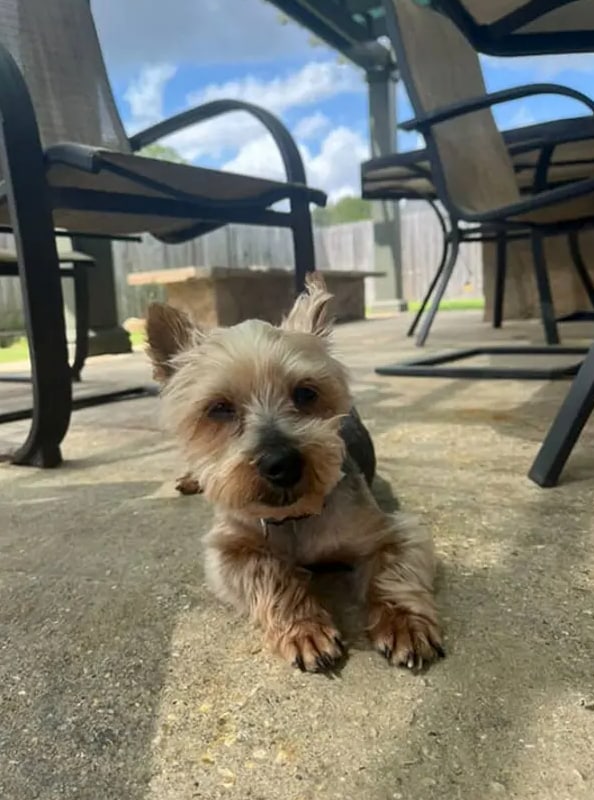 This tiny dog went missing for 5 years, then showed up at a frat house