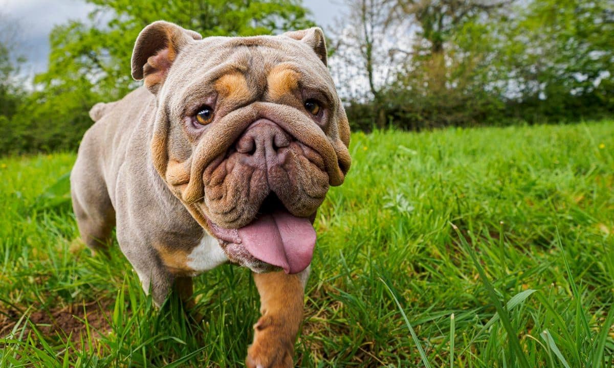 British Bulldog, UK
