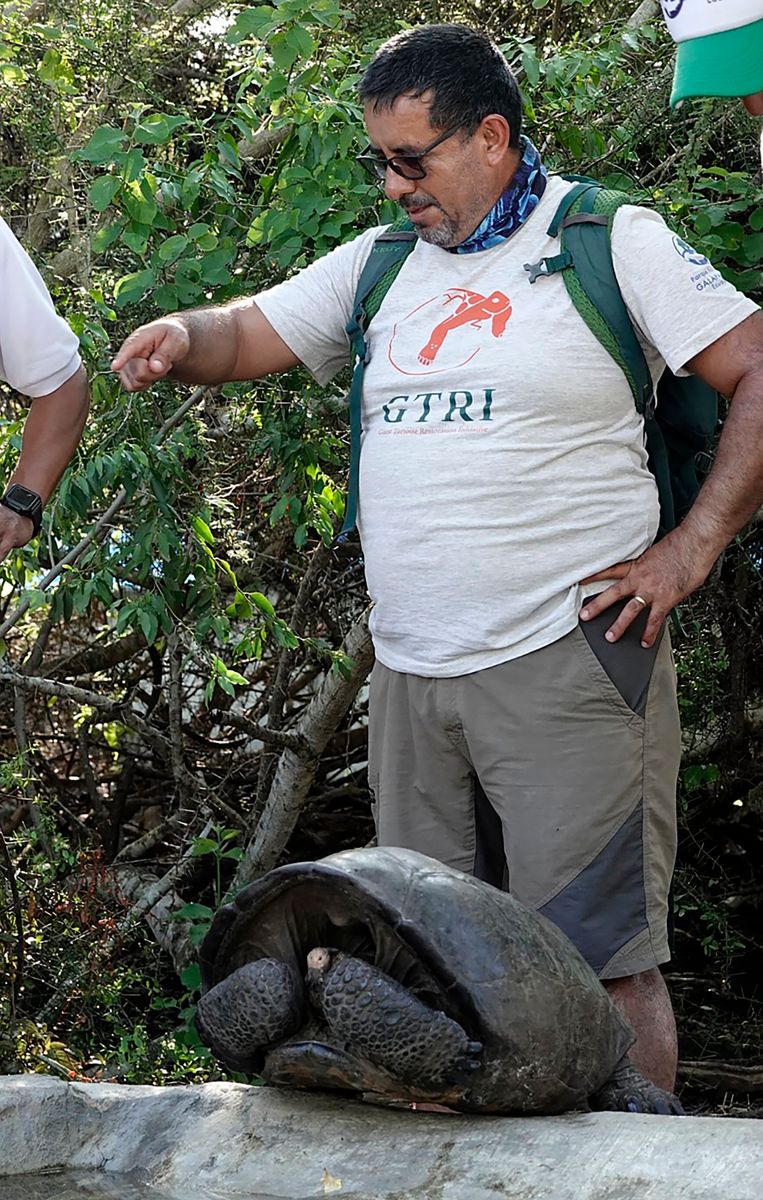Washington Tapia, member of Galapagos Conservancy, is pictured with a specimen of the giant Galapagos tortoise Chelonoidis phantasticus, thought to have gone extinct about a century ago.