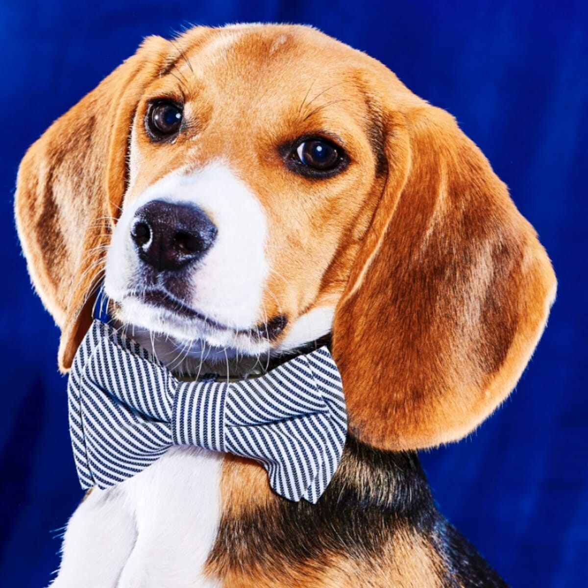 Briscoe, Team Ruff - Virginia Beach SPCA