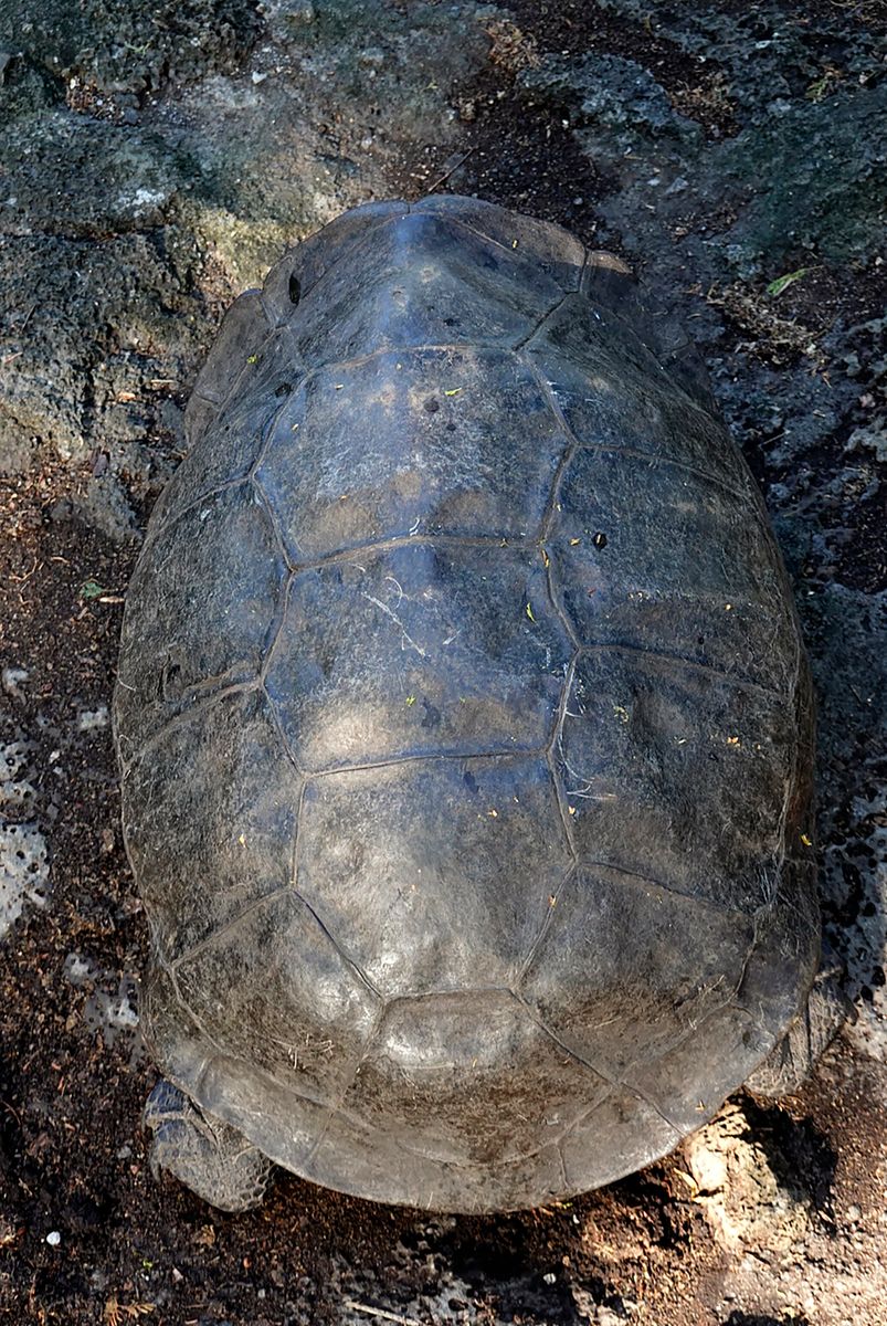 A specimen of the giant Galapagos tortoise Chelonoidis phantasticus, thought to have gone extint about a century ago, is seen at the Galapagos National Park on Santa Cruz Island in the Galapagos Archipelago