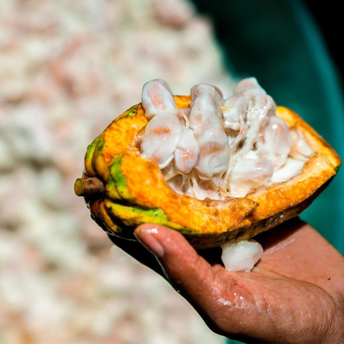 Chocolate Production In Traditional Cacao Farm In Colombia
