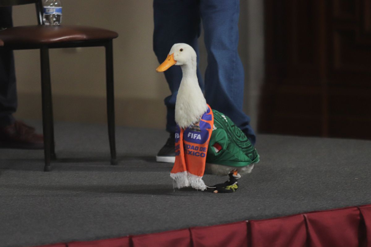 The two-year-old duck, who became a viral social media sensation after appearing in celebrations following Mexico's opening World Cup victory over South Africa, attended President Claudia Sheinbaum's morning briefing.