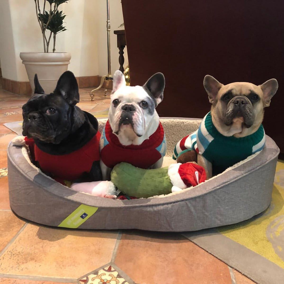 Perros de Lady Gaga