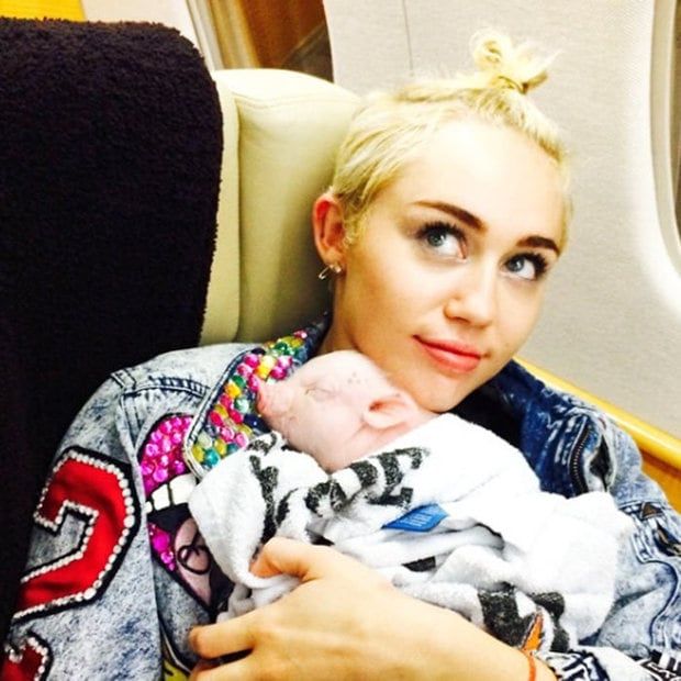 Miley also likes to upload pictures of her cuddling up to her pet pig.
<br>Photo: Instagram/@mileycyrus