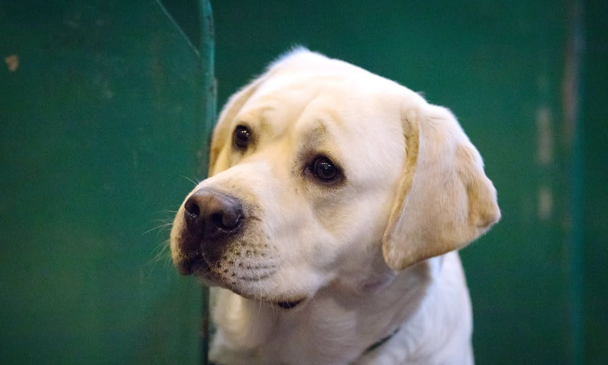 lab puppy