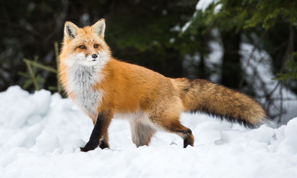 Discover your spirit animal based on your birth date