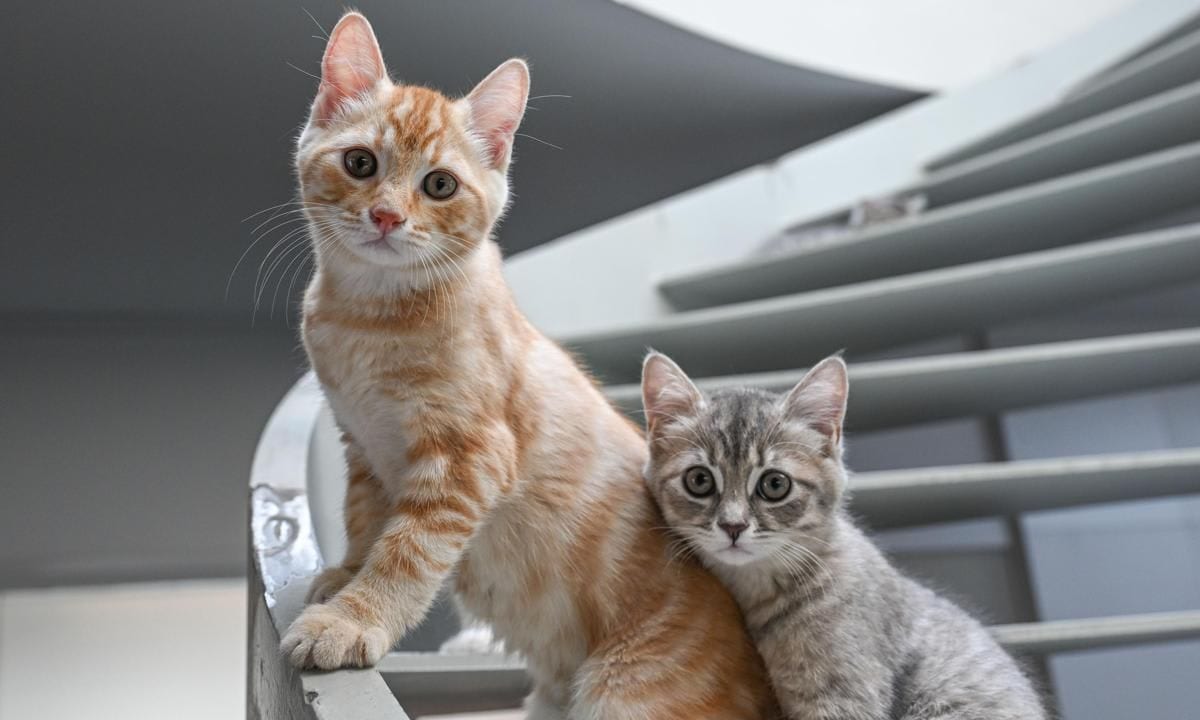 Top 10 weird facts about cats Did you know most cats are lactose intolerant