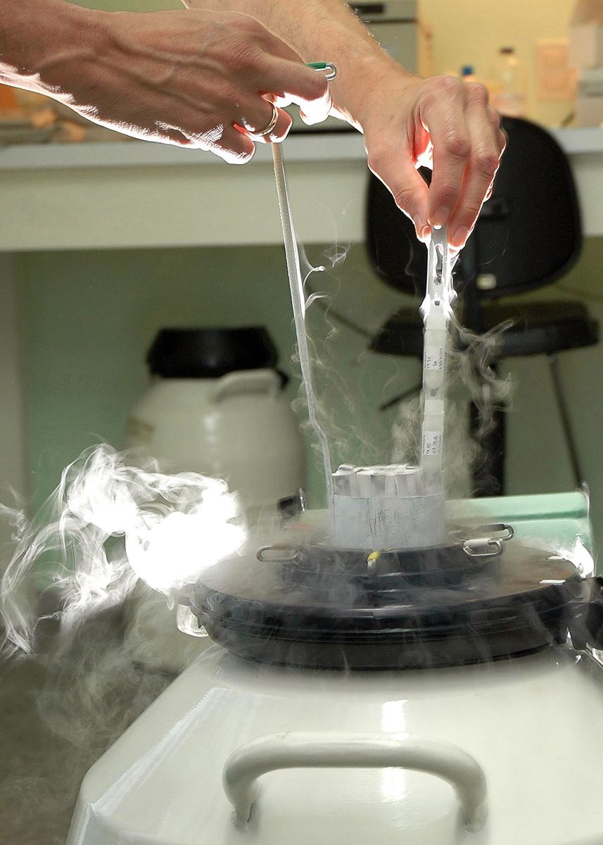 Fertility specialists say egg freezing can be an important family-building tool, but it is not a guarantee of pregnancy later.