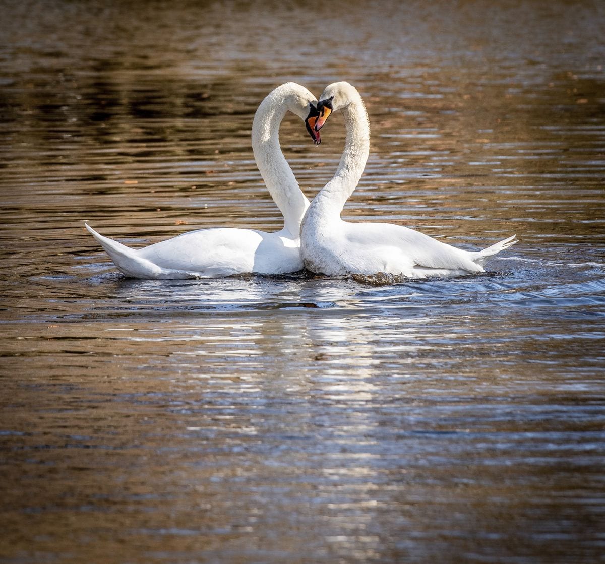 Swans