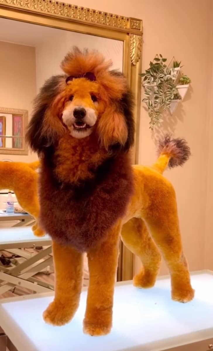 Adorable and colorful makeover transformation using toxic-free grooming practices.