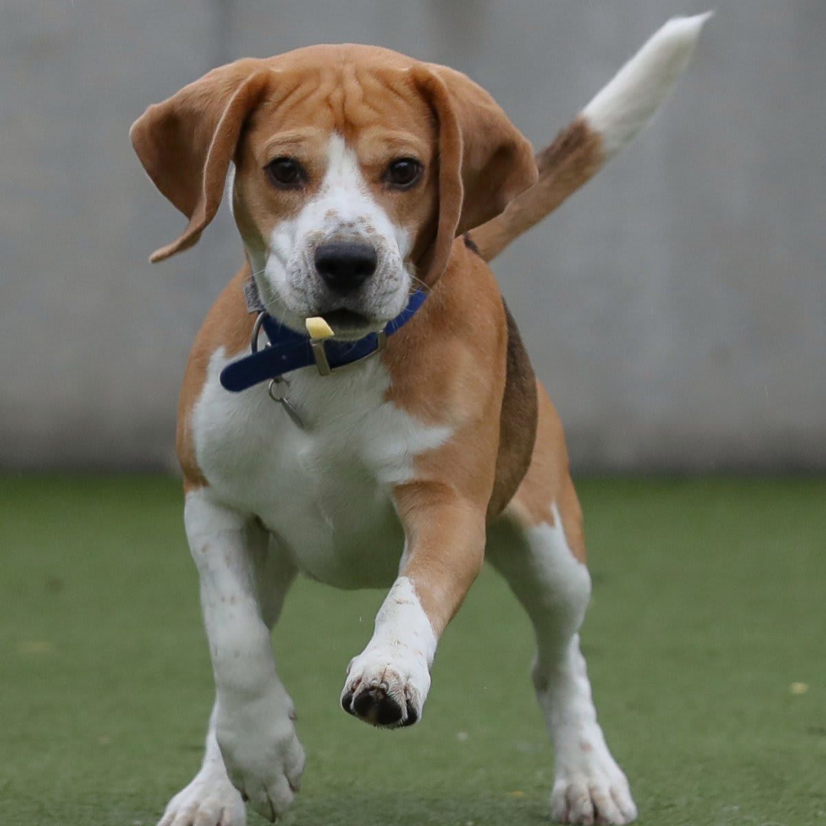 Beagle dog