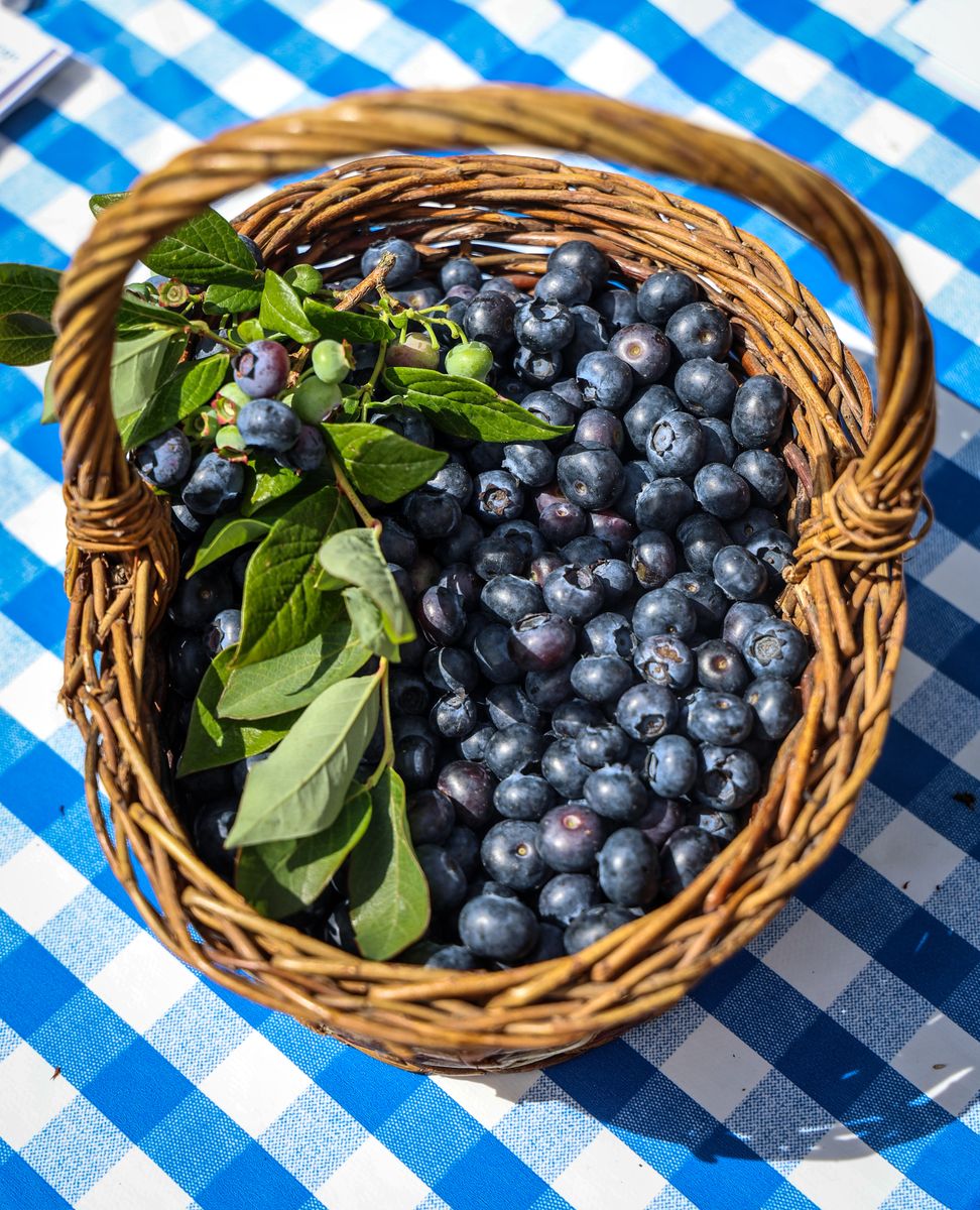 Blueberries: The Tiny Powerhouse