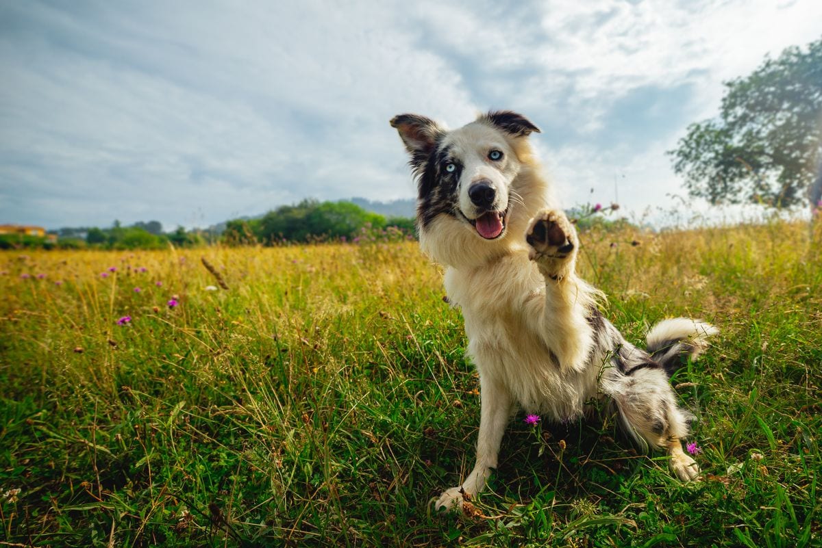 portrait in the field of dog breed border collie with blue eyes looking at the camera and giving the paw. 