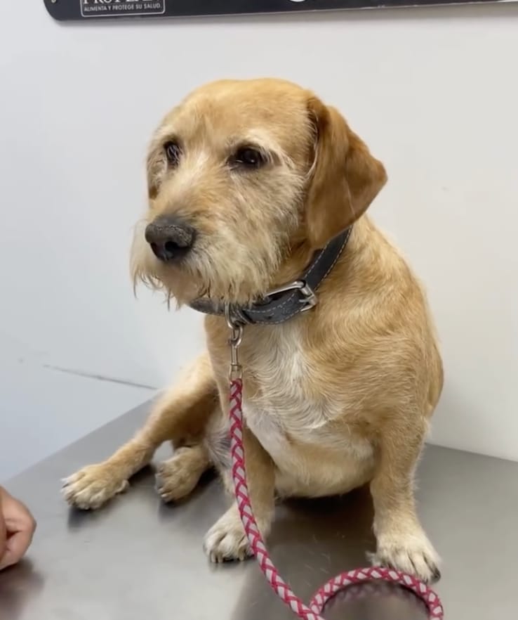 Don Luis, the dog who was not blind, just ignoring everyone