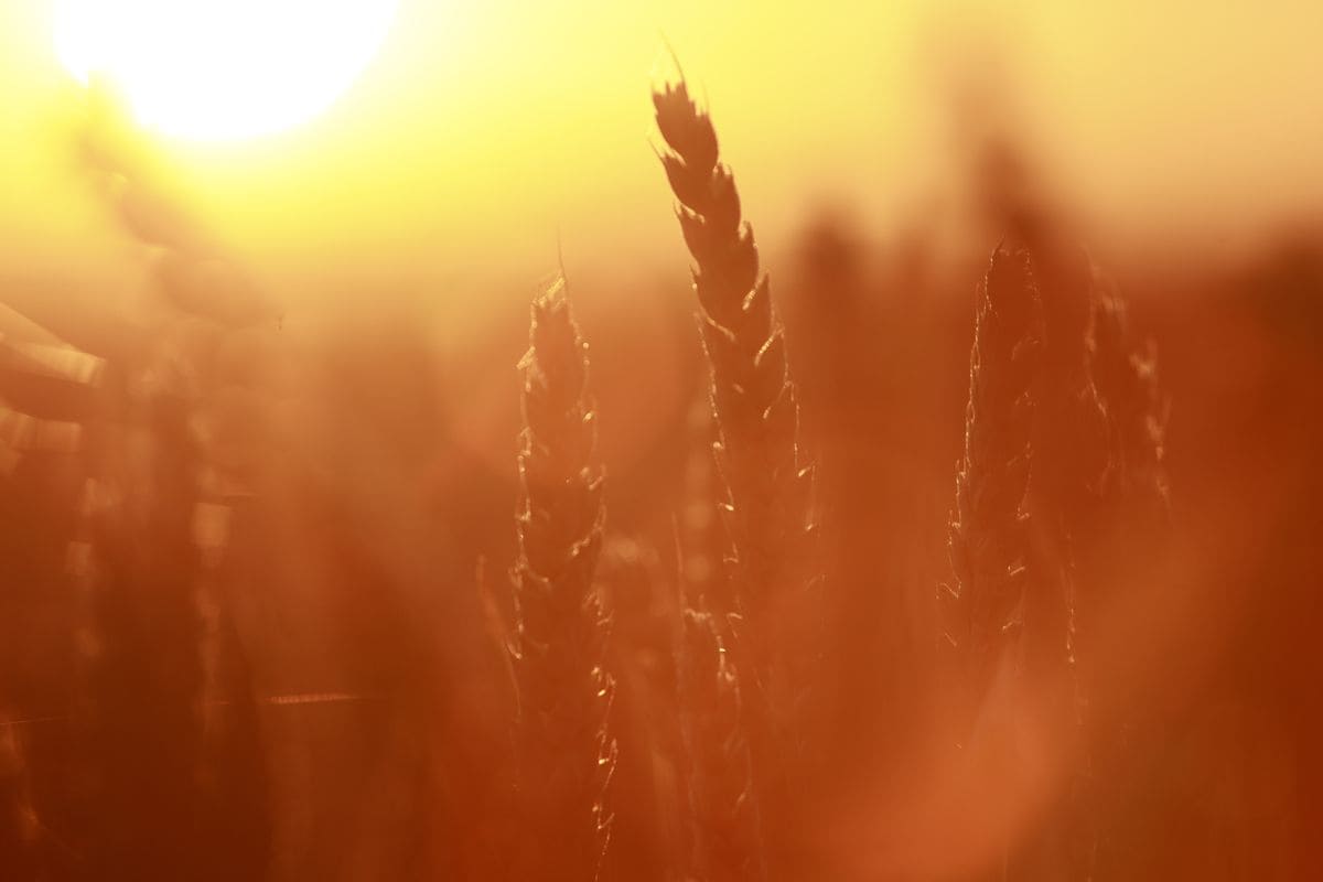The rising sun shines on a grain field near Heudeber in the Harz district. The so-called summer solstice marks the beginning of summer in the calendar and the longest day of the year. Due to the leap year, it falls on June 20 this year. There can be up to 17 hours of sunshine on the year's longest day. 