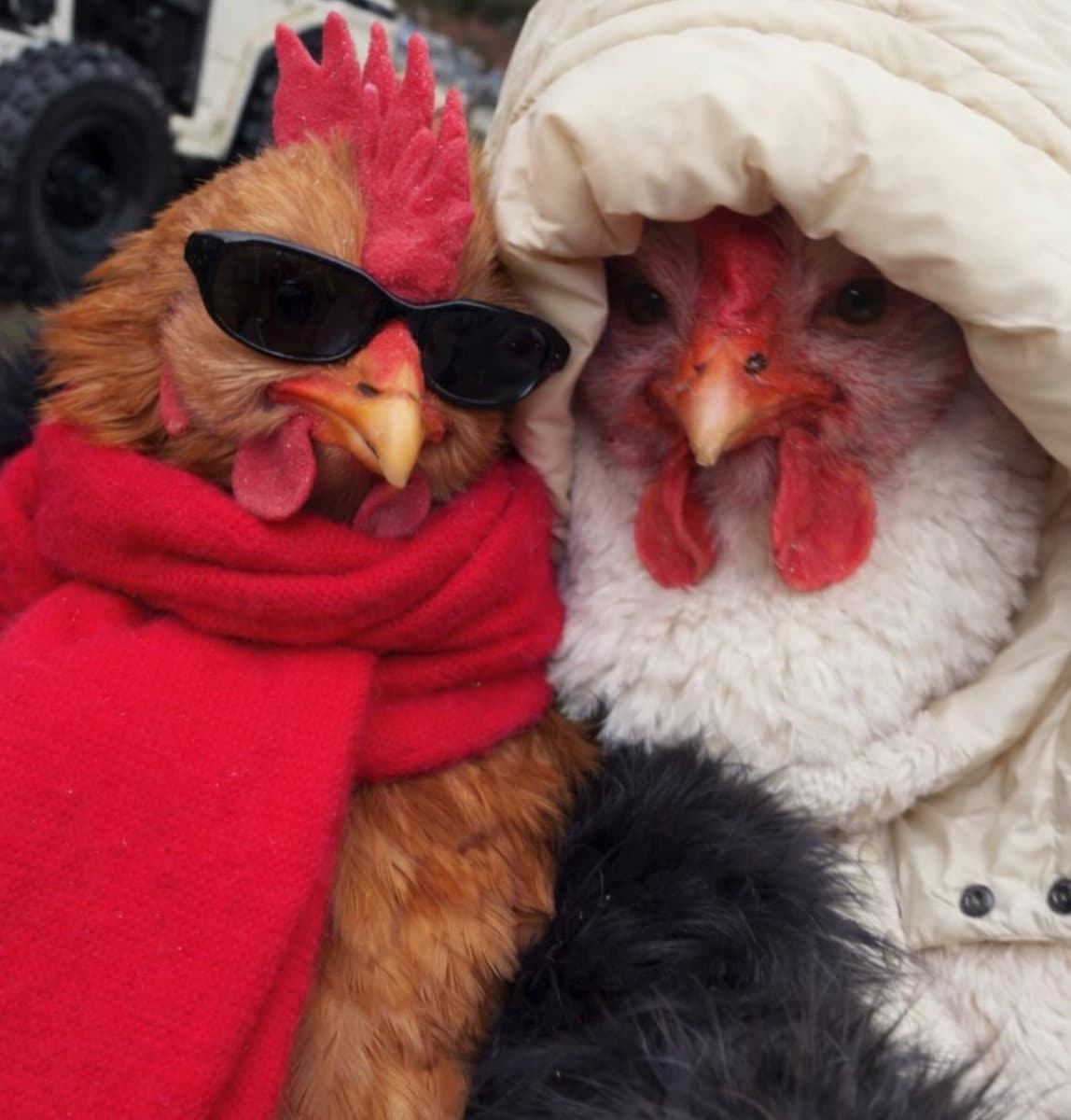 Justin shared a playful AI photo that transformed him and Hailey into chickens