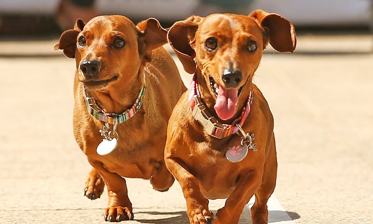 Dachshund Racing In Melbourne To Celebrate Oktoberfest