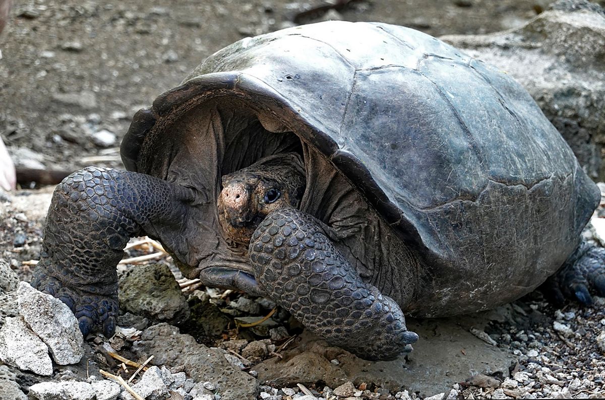 A specimen of the giant Galapagos tortoise Chelonoidis phantasticus
