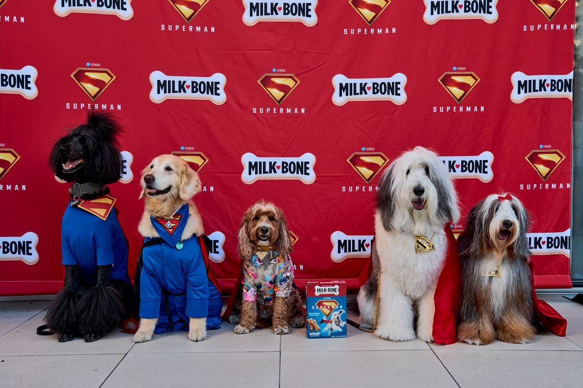Dozens of adorable pups hit the red carpet for 'Superman' movie night 