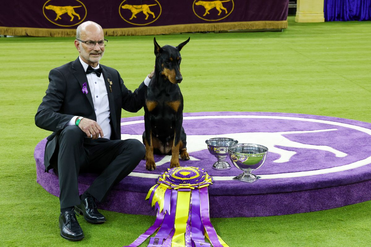 Penny, the Doberman Pinscher, and trainer Andy Linton pose in the podium after winning "Best in Show" during the 150th Annual Westminster Kennel Club Dog Show at Madison Square Garden.