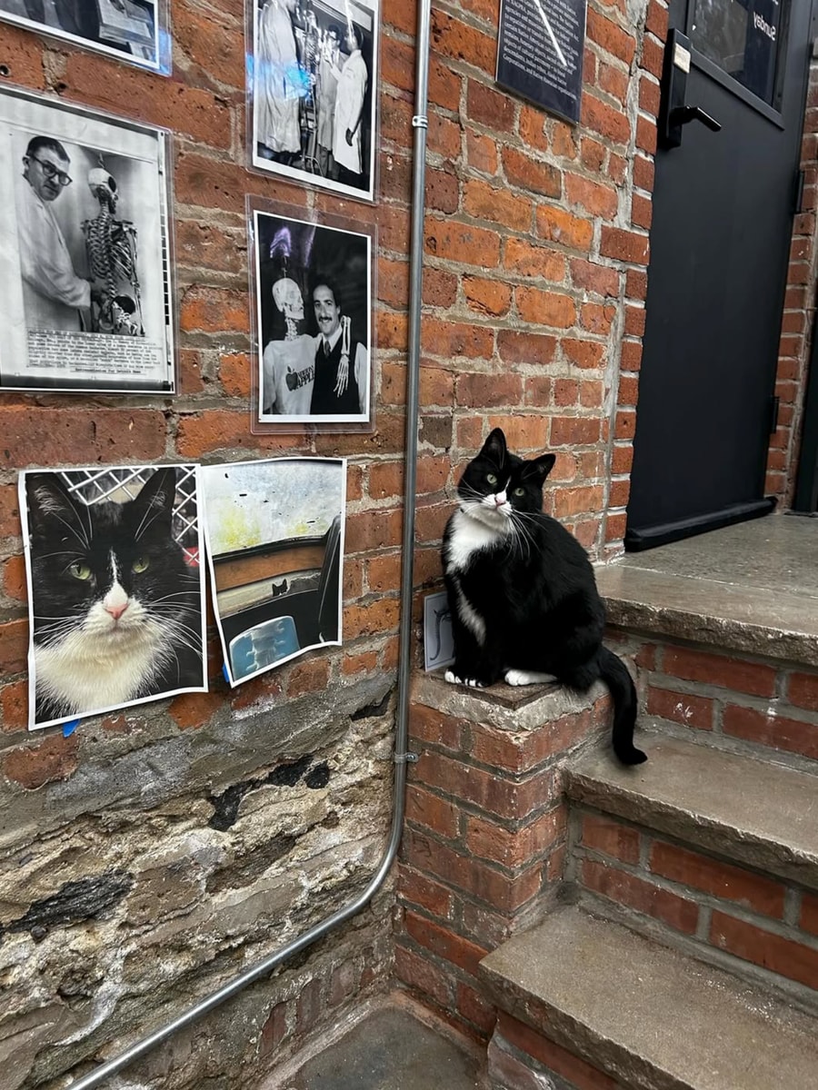 Before Bone Jovi came along, a cat named Chonky Boy had been the beloved mascot of the Bone Museum for five years.