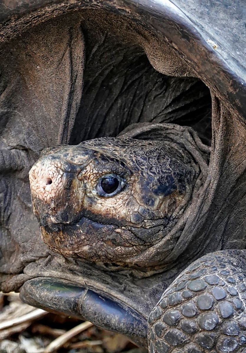 The adult female was found earlier in the day during an expedition in Fernandina Island, in the Galapagos.