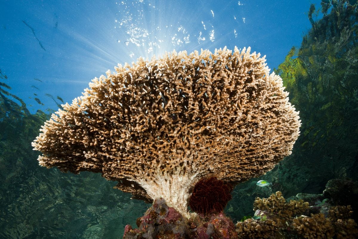 (GERMANY OUT)   Table Coral on Reef Top, Acropora sp., Marovo Lagoon, Solomon Islands   (Photo by Reinhard Dirscherl\ullstein bild via Getty Images)