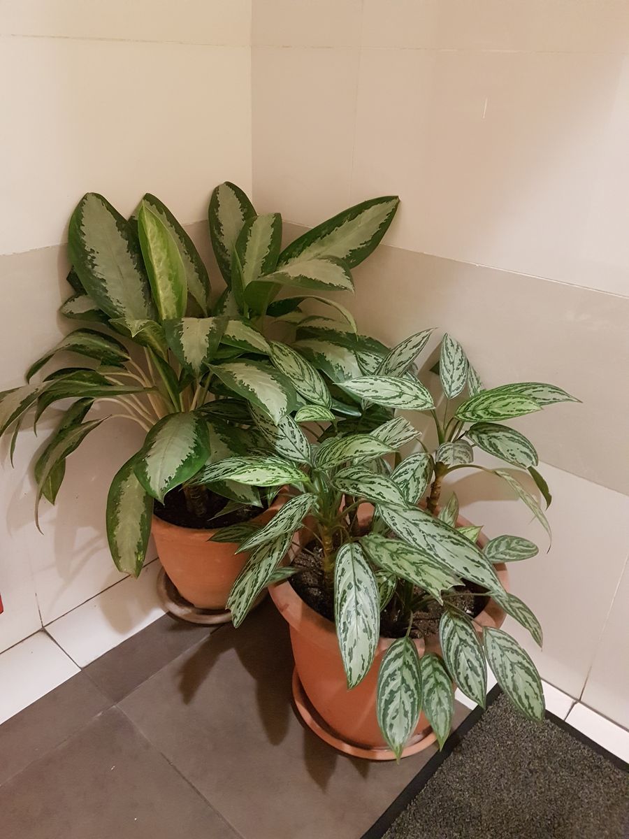 Chinese evergreen
