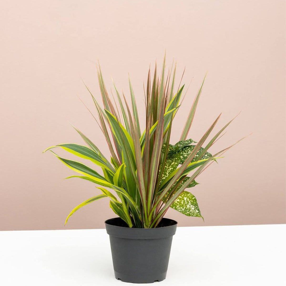 Dracaena Collection Red Leaf