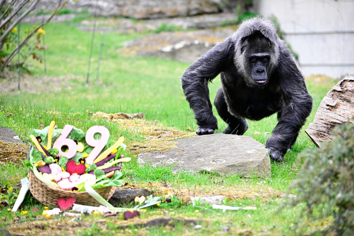 They celebrate her birthday every year with a basket of food