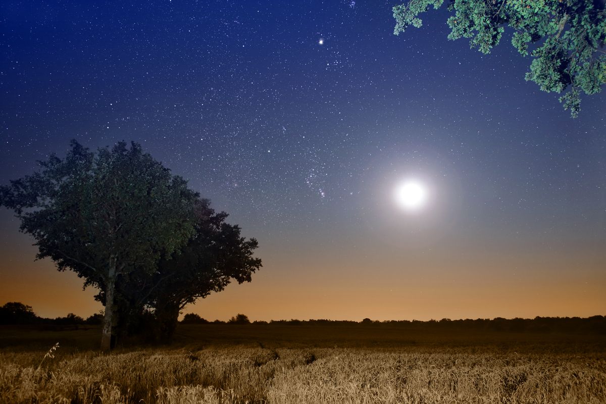 Landscape of wheat field with tree and full moon in starry clear sky during summer night.
