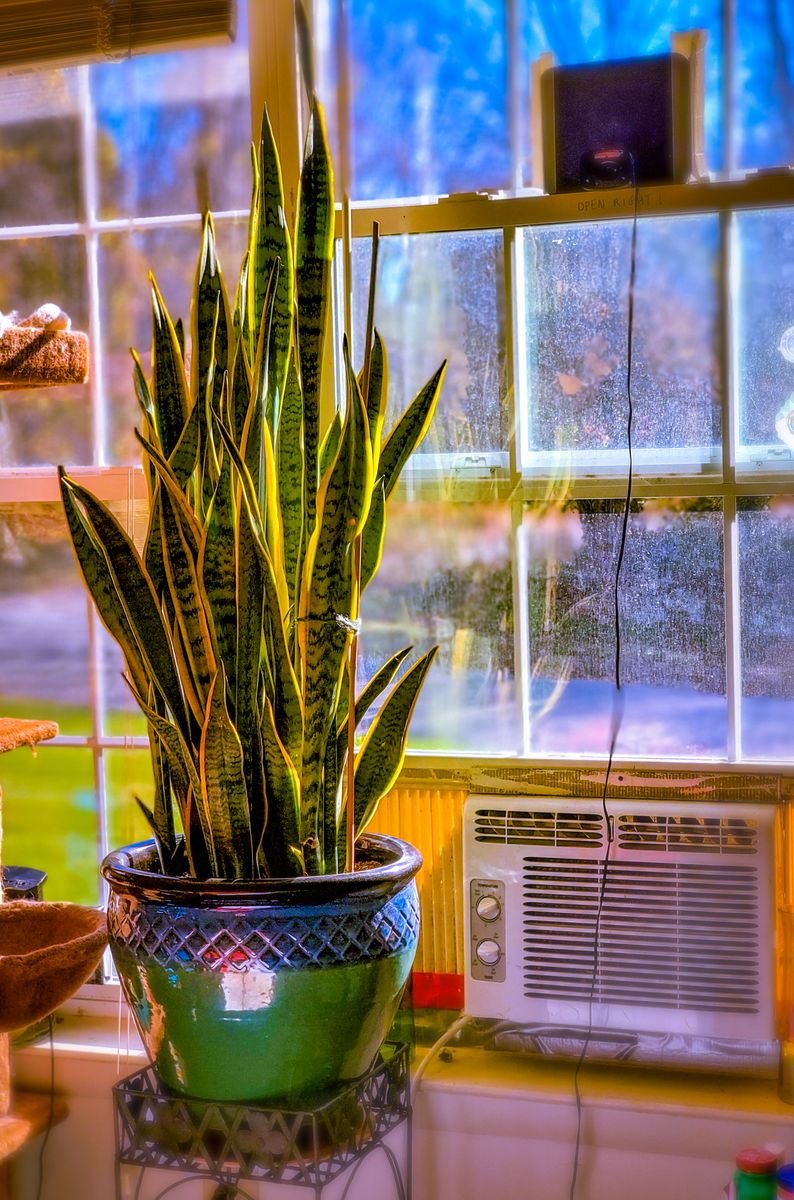 Snake plant