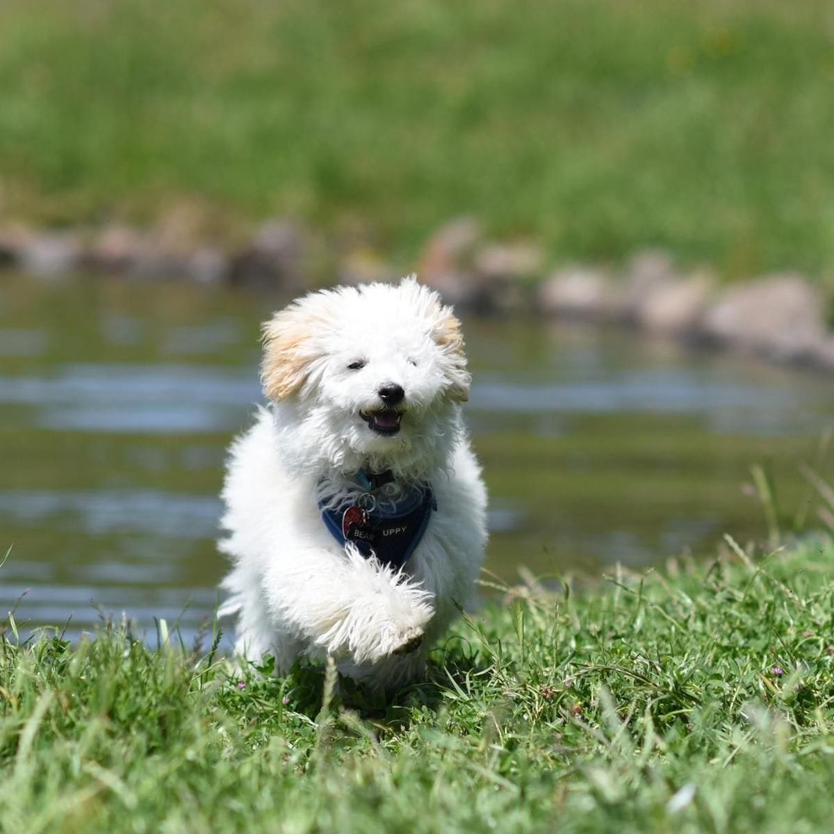 MEET THE MALTIPOO - All about one of the most adorable breeds of small dog