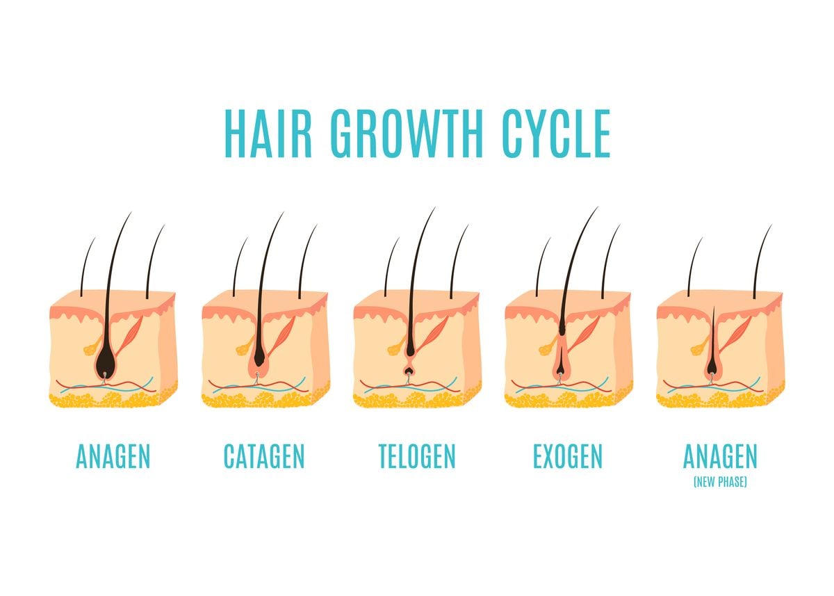 Hair growth will always have an air of mystery. Hormones, stress, genetics, styling habits, diet, they all blend in a cocktail of unpredictability.