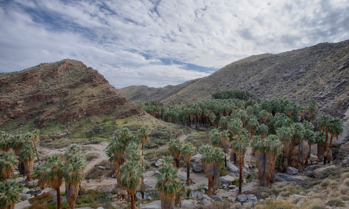 Indian Canyons in Palm Springs, California