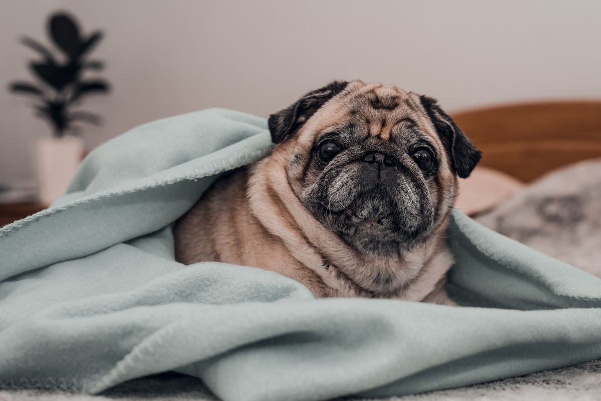 Senior pug dog wrapped on blanket and relaxing on the bed at home. Lifestyle .